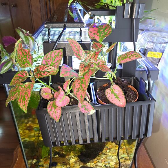 Aqua Hydroponic Aquarium KIT Staggered Light Risers Water Purifying Baskets Pots - Picture 6 of 11